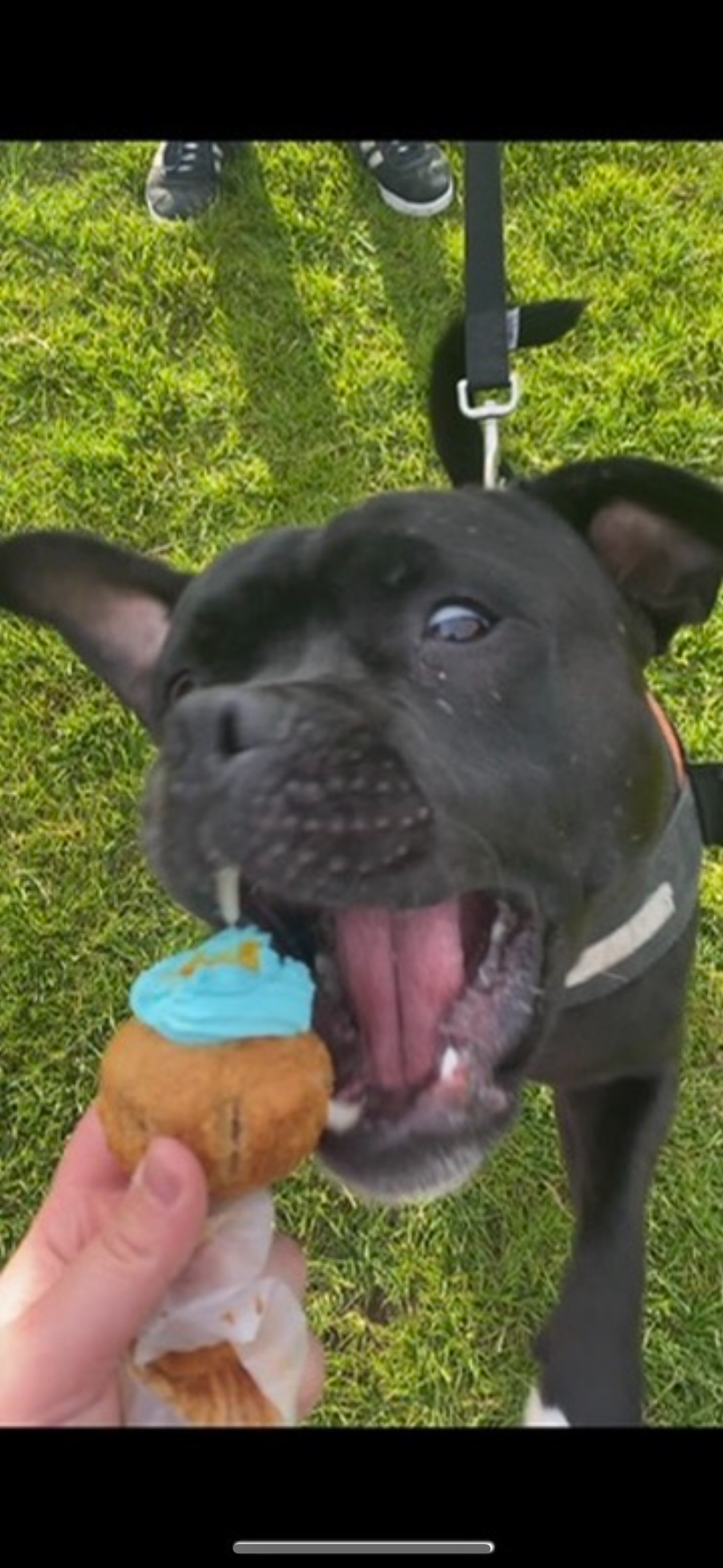 12 Pupcakes